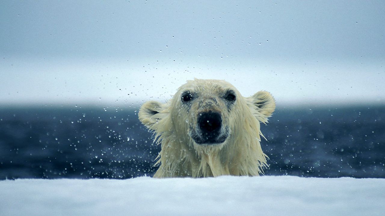 Wallpaper polar bear, snow, wet, water