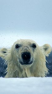 Preview wallpaper polar bear, snow, wet, water