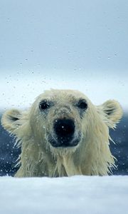 Preview wallpaper polar bear, snow, wet, water