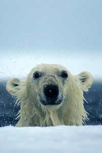 Preview wallpaper polar bear, snow, wet, water