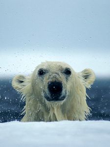 Preview wallpaper polar bear, snow, wet, water