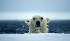 Preview wallpaper polar bear, snow, wet, water