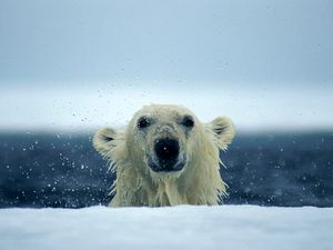 Preview wallpaper polar bear, snow, wet, water