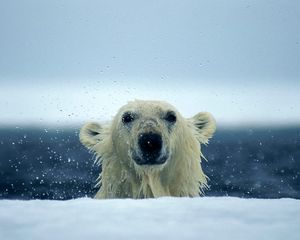 Preview wallpaper polar bear, snow, wet, water