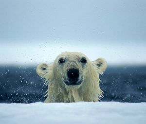 Preview wallpaper polar bear, snow, wet, water