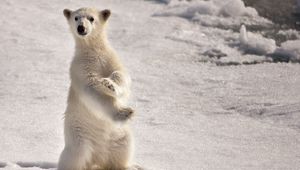 Preview wallpaper polar bear, snow, winter, stand, pose, surprise