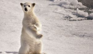 Preview wallpaper polar bear, snow, winter, stand, pose, surprise