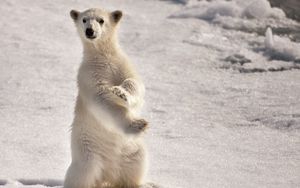Preview wallpaper polar bear, snow, winter, stand, pose, surprise