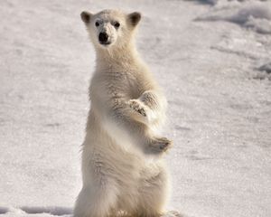 Preview wallpaper polar bear, snow, winter, stand, pose, surprise