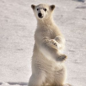 Preview wallpaper polar bear, snow, winter, stand, pose, surprise