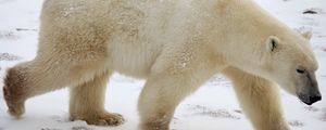 Preview wallpaper polar bear, snow, winter