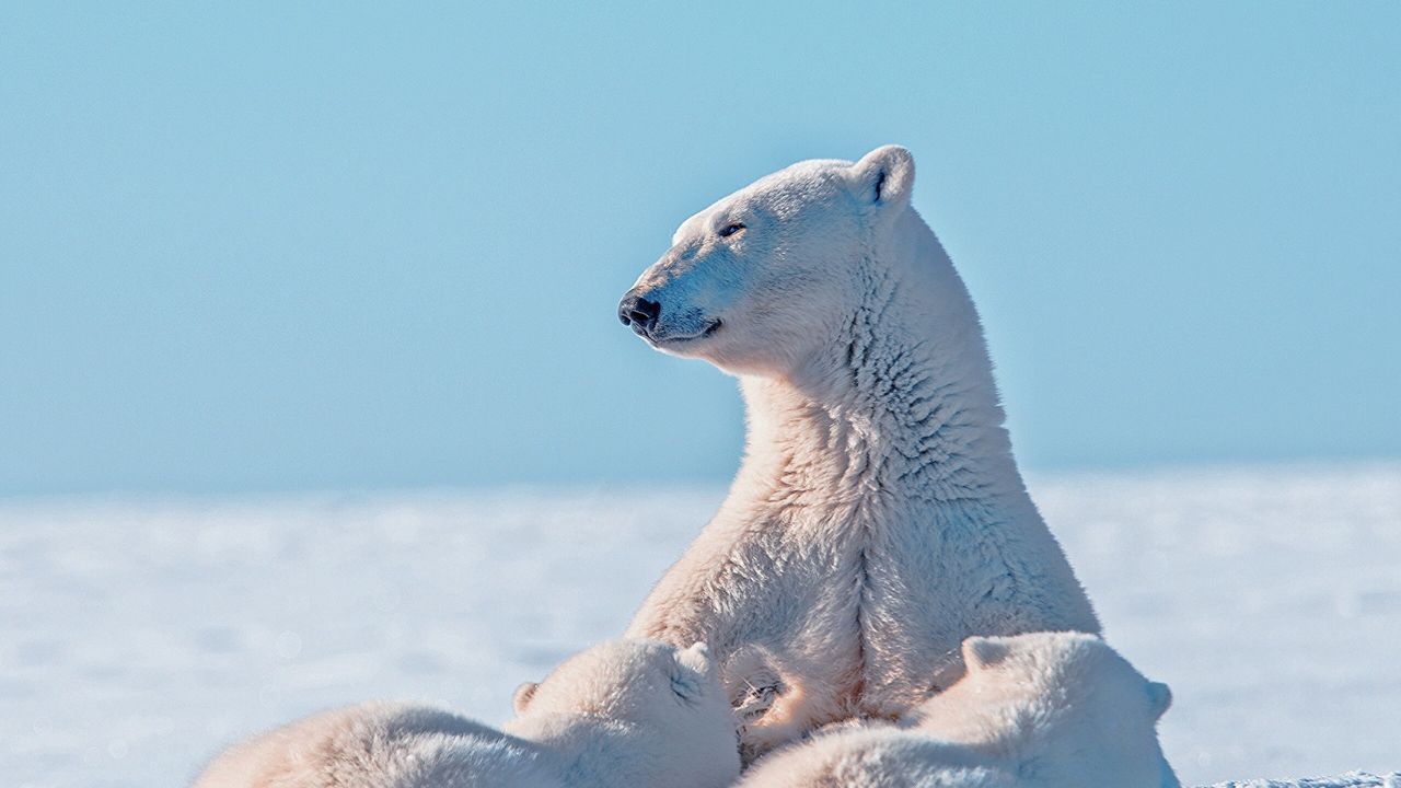 Wallpaper polar bear, snow, young, caring