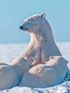 Preview wallpaper polar bear, snow, young, caring