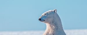 Preview wallpaper polar bear, snow, young, caring