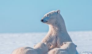 Preview wallpaper polar bear, snow, young, caring