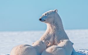 Preview wallpaper polar bear, snow, young, caring