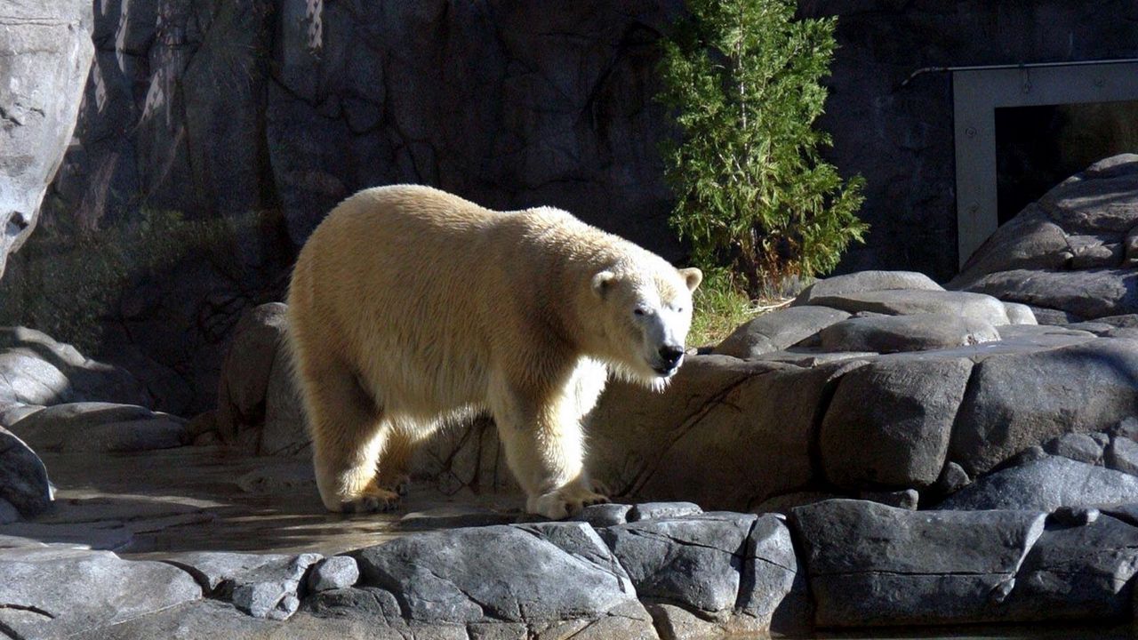 Wallpaper polar bear, stones, water, walk, nature reserve