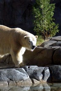 Preview wallpaper polar bear, stones, water, walk, nature reserve