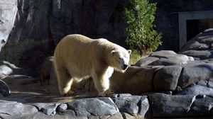 Preview wallpaper polar bear, stones, water, walk, nature reserve