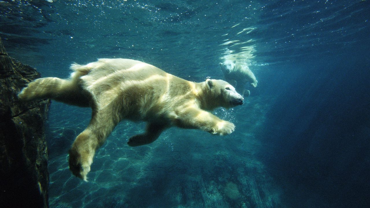 Wallpaper polar bear, swim, under water