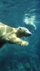 Preview wallpaper polar bear, swim, under water