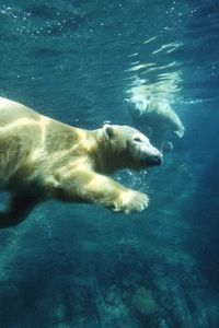 Preview wallpaper polar bear, swim, under water