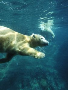 Preview wallpaper polar bear, swim, under water