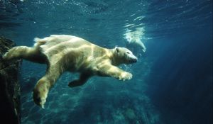 Preview wallpaper polar bear, swim, under water