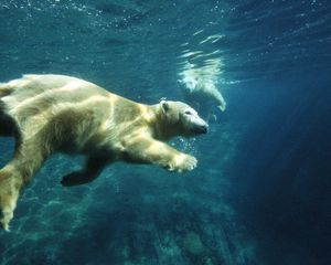 Preview wallpaper polar bear, swim, under water