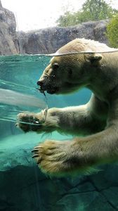 Preview wallpaper polar bear, underwater, swim, baby