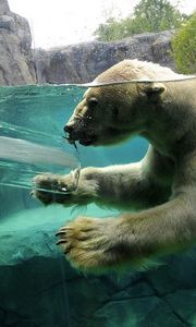 Preview wallpaper polar bear, underwater, swim, baby