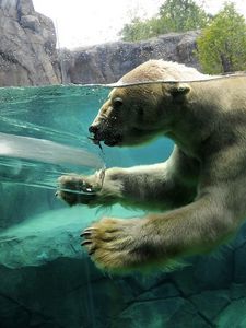 Preview wallpaper polar bear, underwater, swim, baby