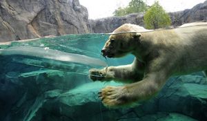 Preview wallpaper polar bear, underwater, swim, baby