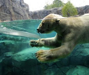Preview wallpaper polar bear, underwater, swim, baby