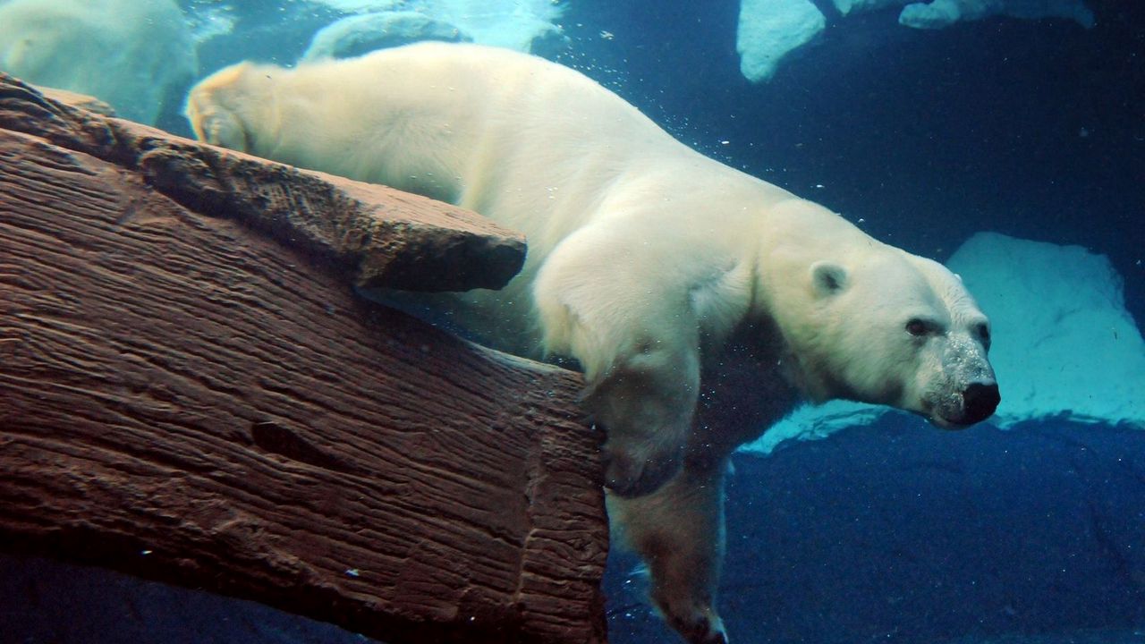 Wallpaper polar bear, underwater, swimming, large