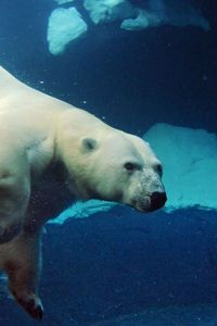 Preview wallpaper polar bear, underwater, swimming, large