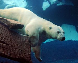 Preview wallpaper polar bear, underwater, swimming, large