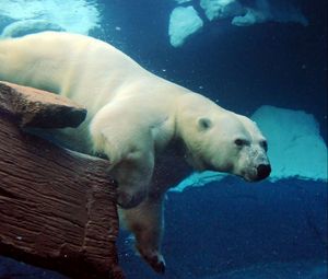 Preview wallpaper polar bear, underwater, swimming, large
