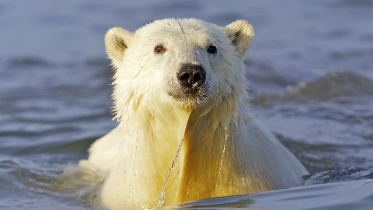 Wallpaper polar bear, water, face, swim
