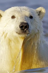 Preview wallpaper polar bear, water, face, swim