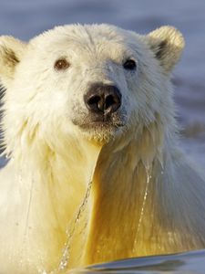 Preview wallpaper polar bear, water, face, swim