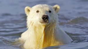 Preview wallpaper polar bear, water, face, swim