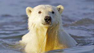 Preview wallpaper polar bear, water, face, swim