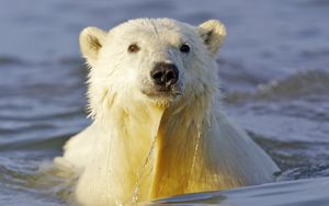 Preview wallpaper polar bear, water, face, swim