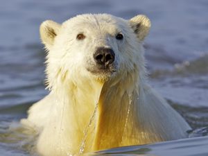 Preview wallpaper polar bear, water, face, swim