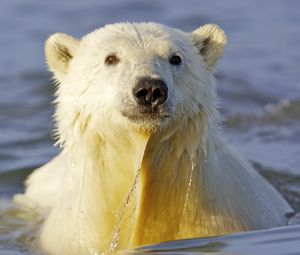 Preview wallpaper polar bear, water, face, swim