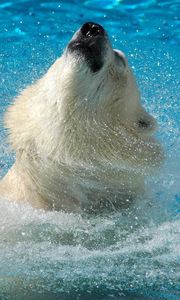 Preview wallpaper polar bear, water, jump, muzzle