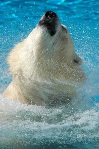 Preview wallpaper polar bear, water, jump, muzzle