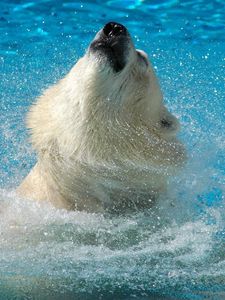 Preview wallpaper polar bear, water, jump, muzzle