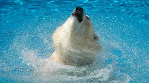 Preview wallpaper polar bear, water, jump, muzzle